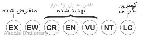 دلفین معمولی نوک دراز